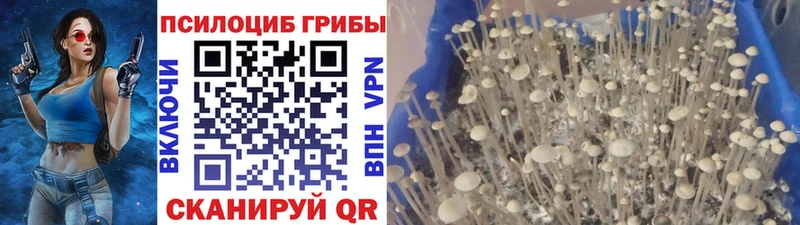 Псилоцибиновые грибы Magic Shrooms  blacksprut онион  Снежинск 